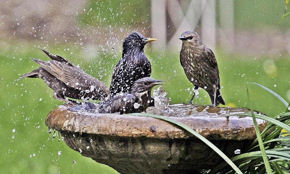 Bird Bath