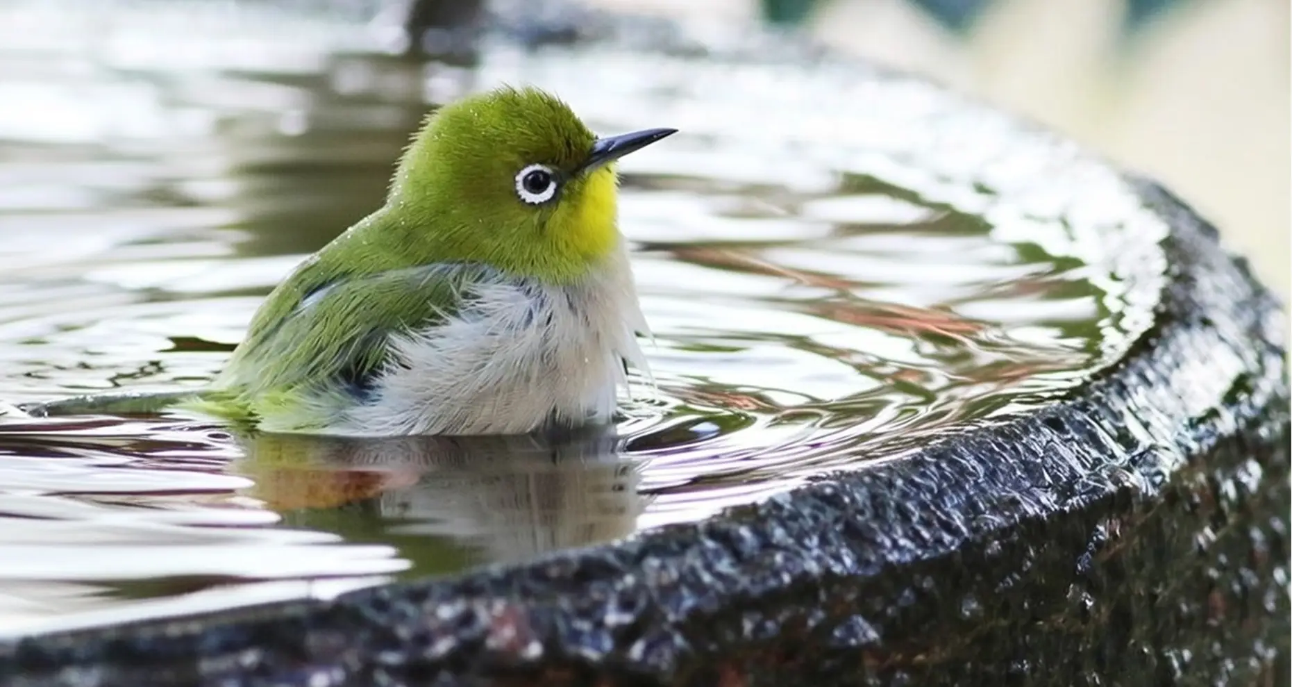 Natural Stone Bird Bath - 3nd Image